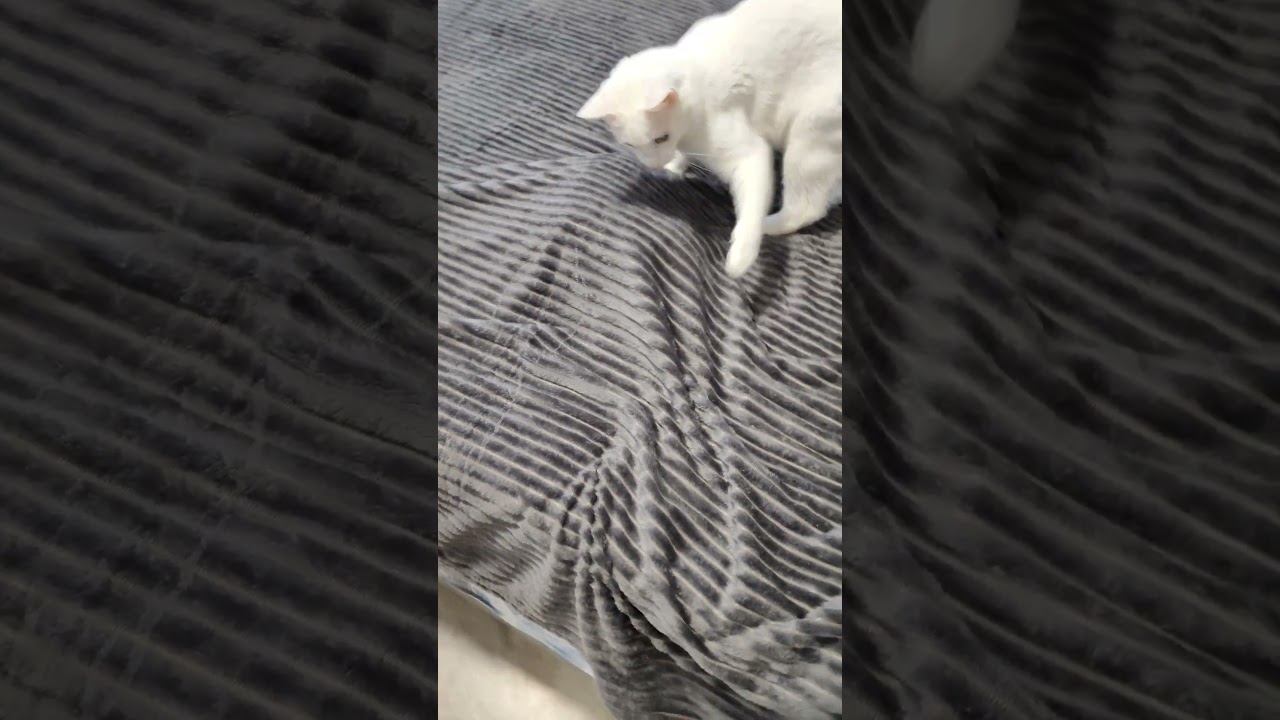 #cat#kitten#кот#кошки##comedy#юмор ⬛Кот АК Барс ловит приведения⬛