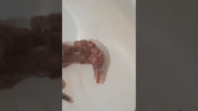 мясо бурозубки как готовить я ем Землироек и мышей