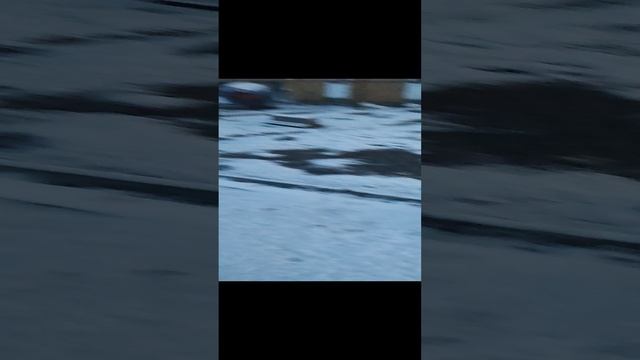 Ещё не расцвело а уже выпускаем гусей 🪿 вместе с моей кошечкой Лапой