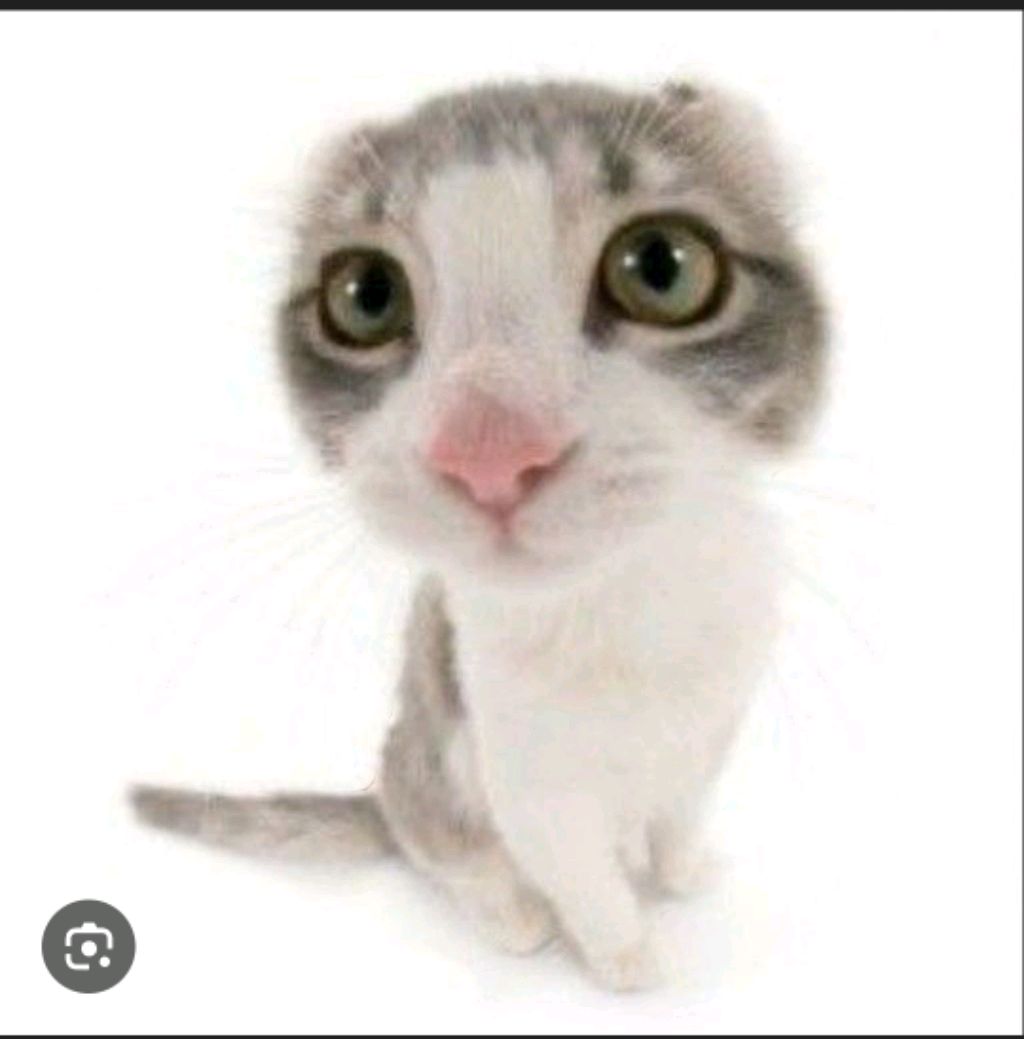 рассказывала котах играю в котов
