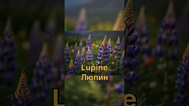 Цветы