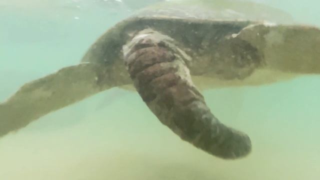 Черепахи на Шри-Ланке