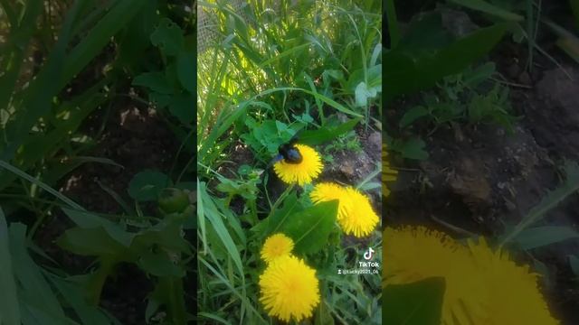 НЕВЕРОЯТНОЕ НАСЕКОМОЕ! МОНСТР СРЕДИ НАСЕКОМЫХ!