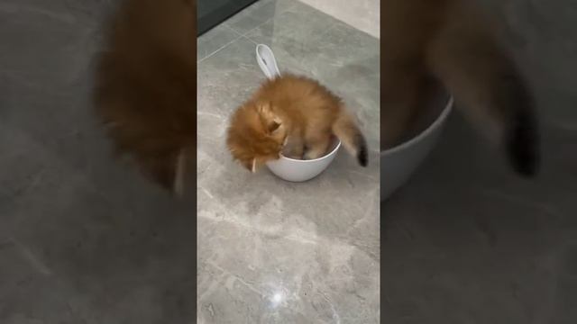 очень удобно 😺