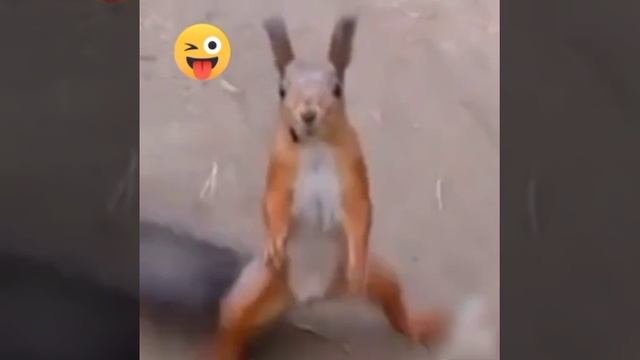 белкапляс