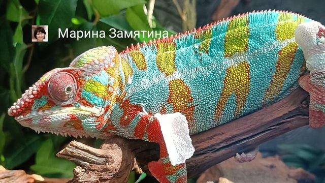 Пантерный хамелеон.