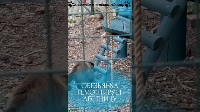 ОБЕЗЬЯНКА РЕМОНТИРУЕТ ЛЕСТНИЦУ
