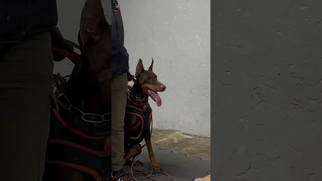 Тренировка по защите