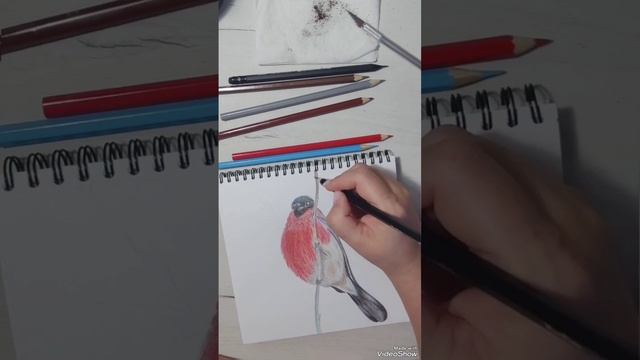 Рисунок цветными карандашами.Снегирь,часть 2-я.mp4