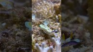 Hypselodoris