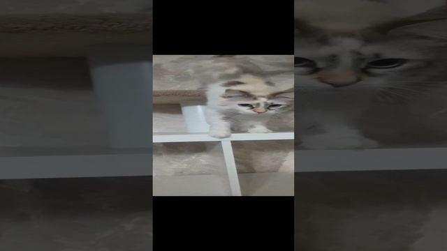 Любимое место кошки Белки
