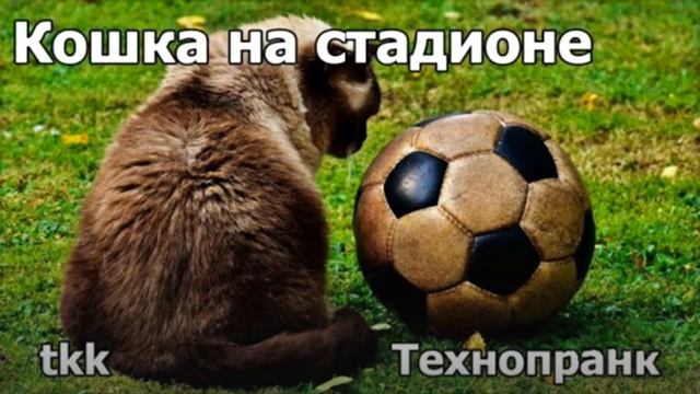 tkk   Кошка на стадионе  Хочет рожать но не может рожать