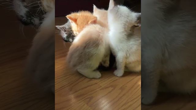 счастлива семья😺