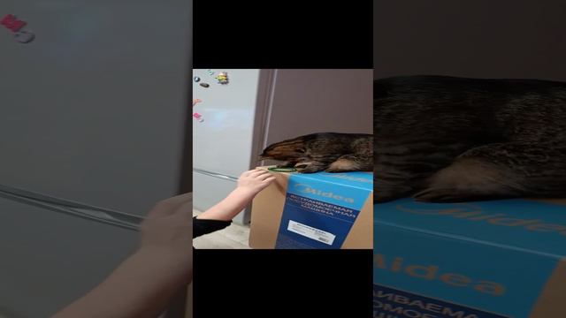 #котик