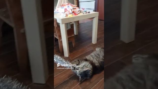 Кошка играет с елочной мишурой