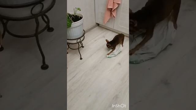 Мамина помощница 🤣🤣🤣