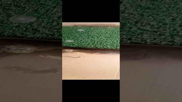 красноухая черепаха 🐢