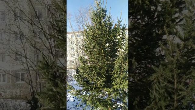 2024-12-04-013541105.mp4 Елена Дружиненко Воркута! Доброе утро всем друзьям и подписчикам!!!
