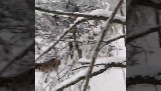 Идёт охота!#зима #выходной #прогулка #приключение #охота #собаки #winter #holiday #trekking #amazing