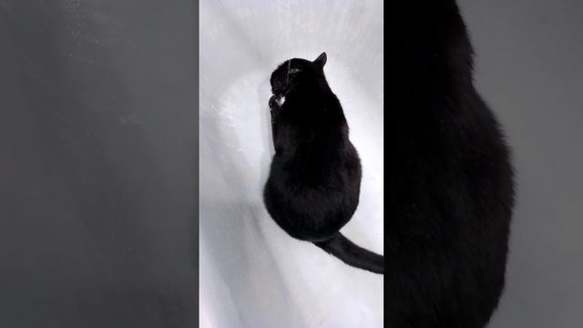 Котопой)