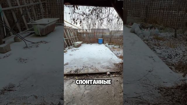 Обзор нашей усадьбы и нашей парикмахерской