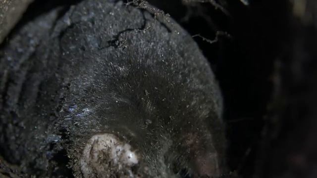 Подземное царство крота
