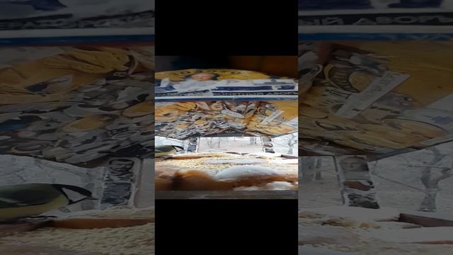 1000034470.mp4Жизнь кормушки.04.12.2024г.