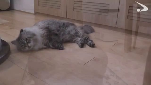 В Японии умер кот Путина.  Кот Мир, который был подарен Путиным губернатору японской префектуры