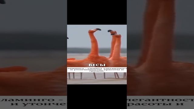 Если знаки были бы птицами
