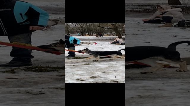 Щенок ВЕО 4 мес. - Валентлайф Шерритэ Шанз Элизэ - самостоятельное хождение по буму.