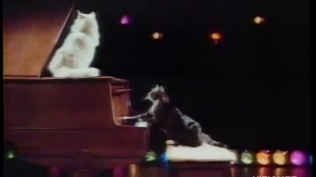 Meow Mix (Publicité Québec)