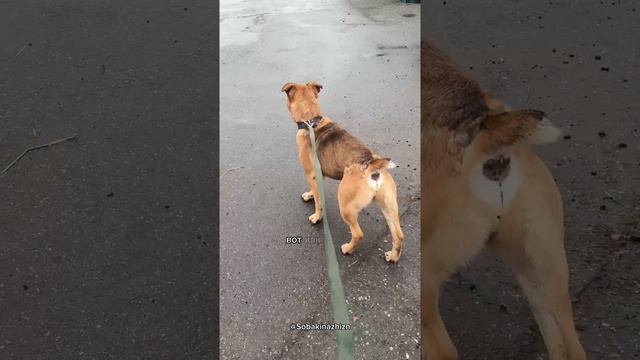 Тянет или нет