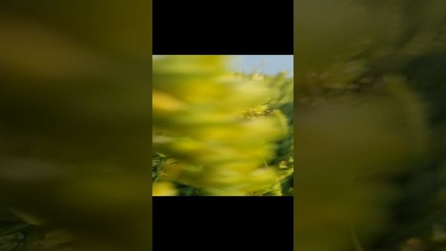 поля 🌾