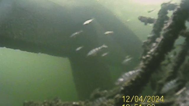 1000034456.mp4Волга гл.5м.04.12.2024г.