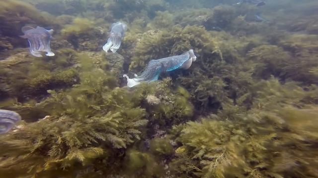 Cuttlefish 2020