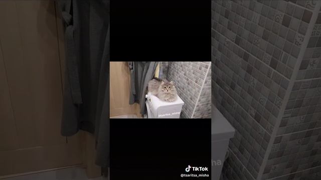 Кот = кайф кайфовый кот
