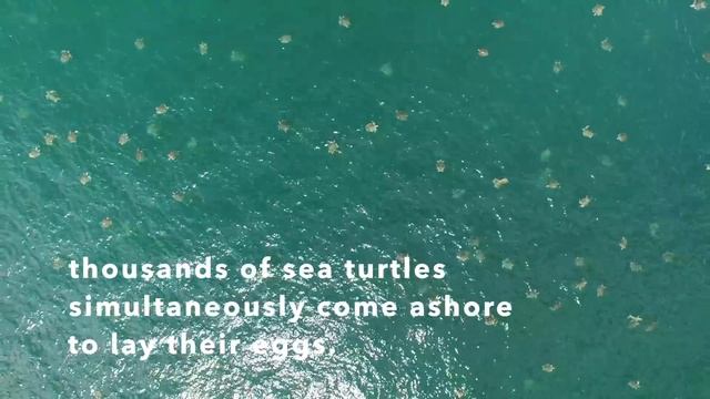 Thousands of Turtles Video - wcanosara.org