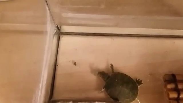 Черепахи (2) :3