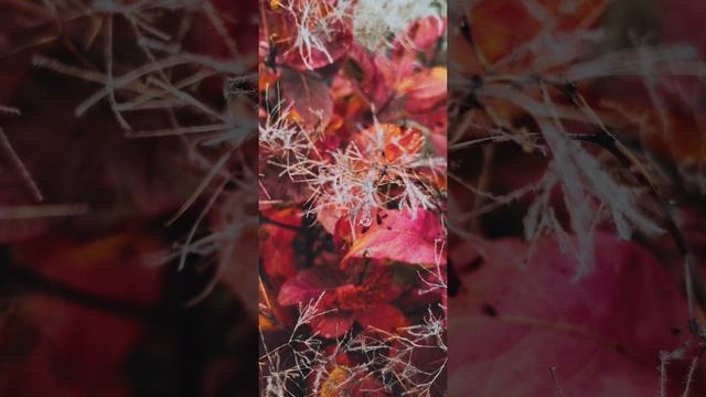 Красивая осень 🍁