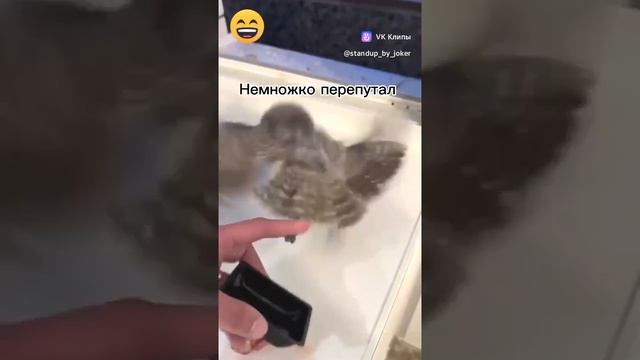 Перепутал.mp4