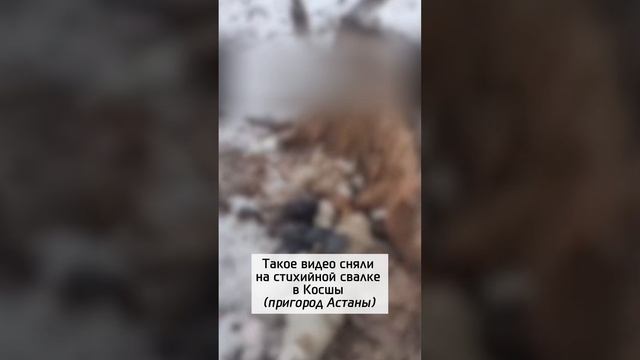 Tpyпы собак yжacнyли жителей этого города в Казахстане