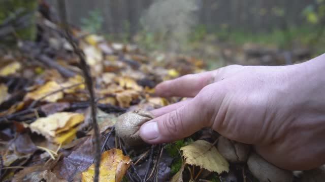 Минутка релакса - дождевик - медвежья трубка, замедленная съёмка.