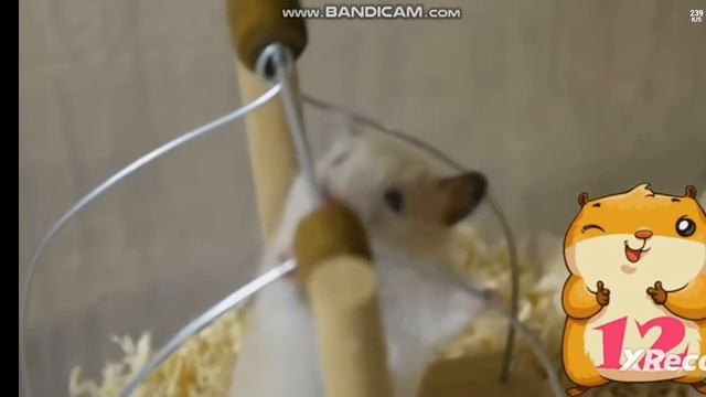 Урок 7.Несколько интересных фактов о хомячкам😀🐹