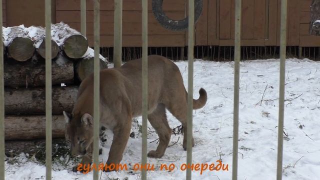 Земля прайда. Парк львов