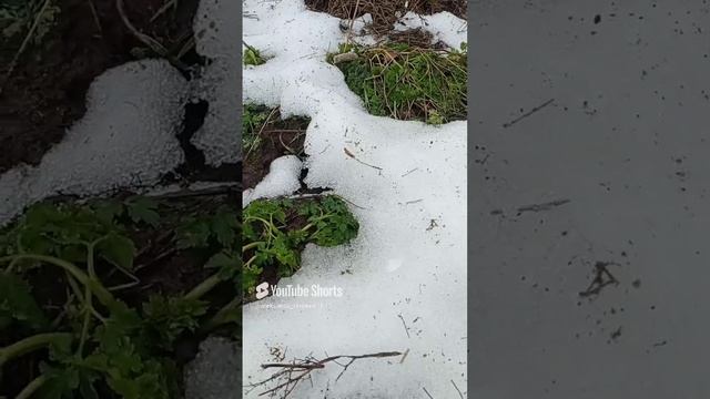 Прошлогодняя петрушка в огороде