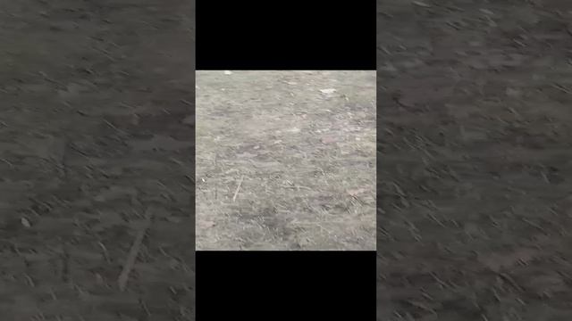 гуляем в лесу
