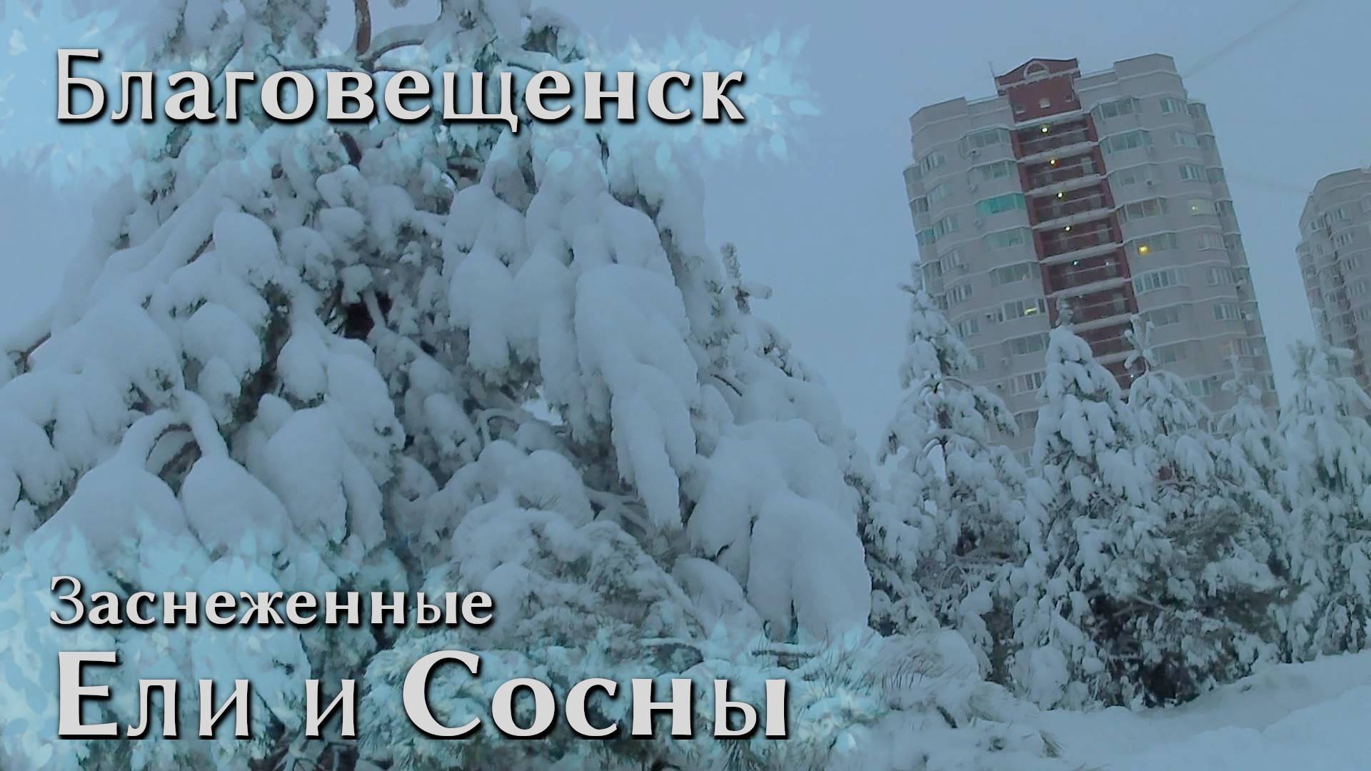 Благовещенск ноябрьский Снегопад - Заснеженные Ели и Сосны