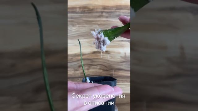 Секрет укоренения