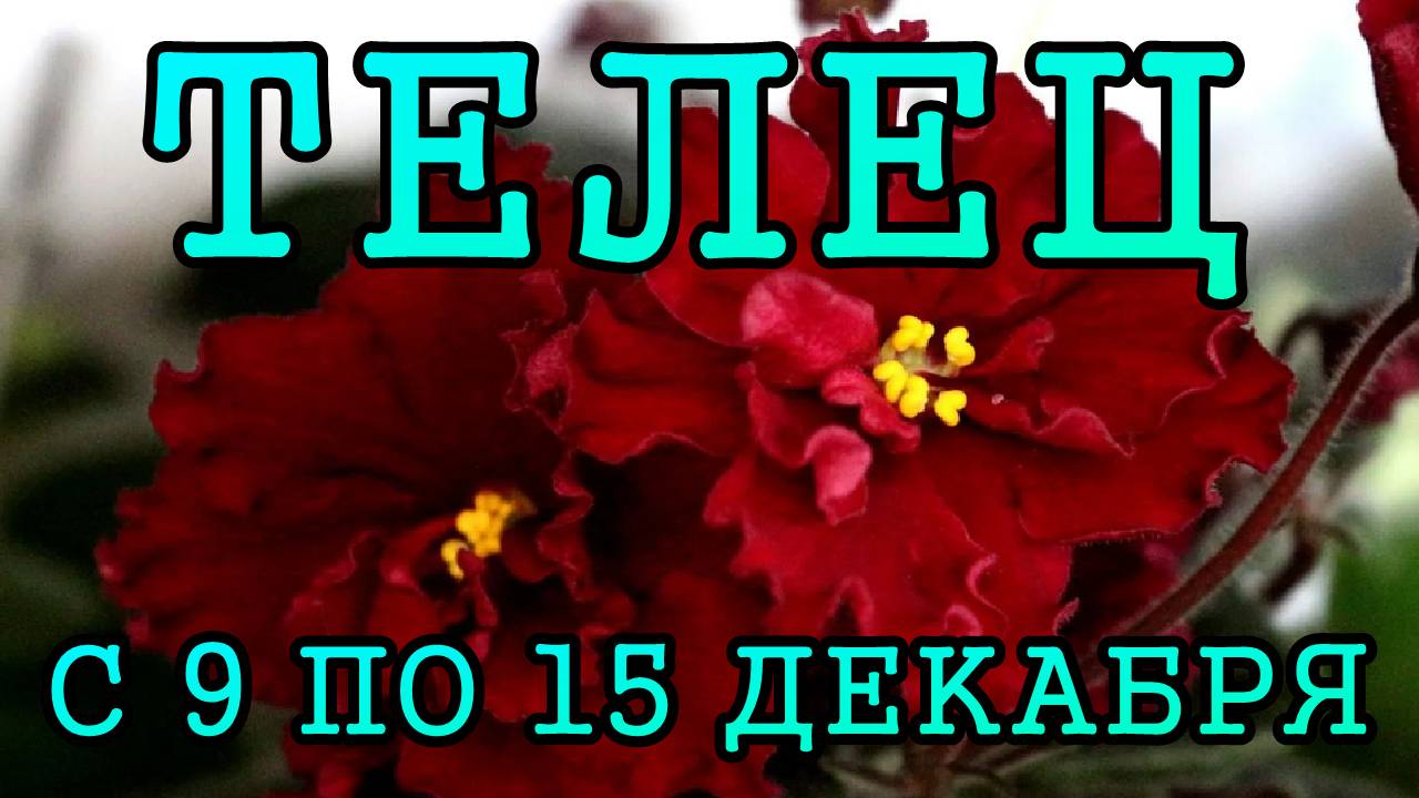 ТЕЛЕЦ таро прогноз на неделю с 9 по 15 ДЕКАБРЯ 2024 года.
