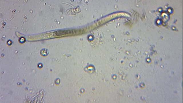 Nematode feeding in compost tea